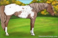 Horse Color:Red Roan Appaloosa 