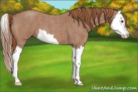 Horse Color:Red Roan Splash 