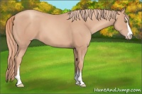 Horse Color:Gold Champagne Sabino