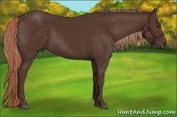 Horse Color:Liver Chestnut Rabicano 