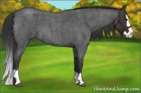 Horse Color:Blue Roan Splash 