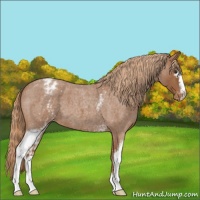 Horse Color:White Spotted Red Roan Appaloosa