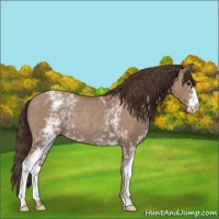 Horse Color:White Spotted Classic Champagne 
