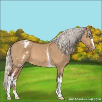 Horse Color:White Spotted Silver Brown Dun Appaloosa
