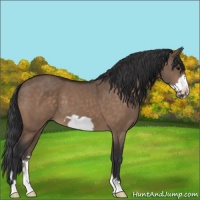 Horse Color:Bay Dun Frame 