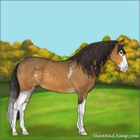 Horse Color:White Spotted Buckskin Splash 