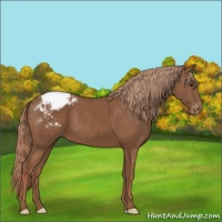 Horse Color:Chestnut Appaloosa