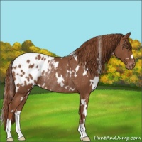 Horse Color:White Spotted Chestnut Appaloosa Rabicano 