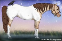 Horse Color:Bay Dun Appaloosa 