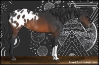Horse Color:Brown Appaloosa 
