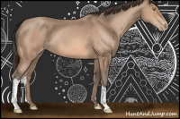 Horse Color:Amber Champagne Appaloosa 