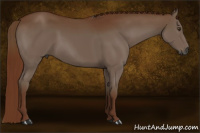 Horse Color:Gray Chestnut 