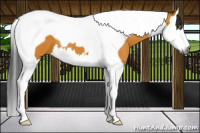 Horse Color:Gray Buckskin Splash Tobiano 