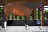 Horse Color:Bay Appaloosa