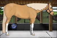 Horse Color:Palomino