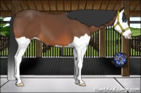 Horse Color:Bay Splash 