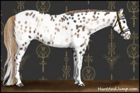 Horse Color:Liver Red Onyx Roan Splash Appaloosa Rabicano