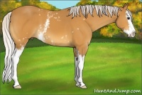 Horse Color:White Spotted Chocolate Silver Buckskin Sabino Splash 