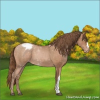 Horse Color:Brown Roan Pearl Appaloosa 