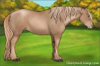 Horse Color:Liver Chestnut Pearl 