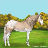 Horse Color:Chestnut Pearl Splash Appaloosa 