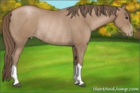 Horse Color:Black Pearl Rabicano