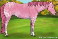 Horse Color:Watercolor Chestnut Ice Sabino Appaloosa 