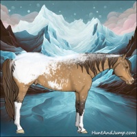 Horse Color:Buckskin Appaloosa 