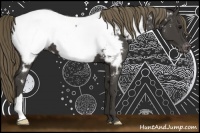 Horse Color:Smoky Black Near Fewspot 