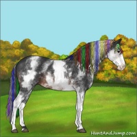 Horse Color:Painted White Spotted Brown Sabino Rabicano 