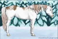Horse Color:White Spotted Chocolate Palomino Splash 