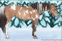 Horse Color:White Spotted Sable Champagne 