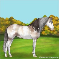 Horse Color:White Spotted Classic Champagne Onyx Splash 