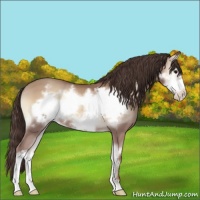 Horse Color:Classic Champagne Onyx Frame