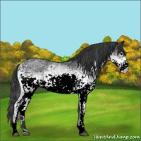 Horse Color:White Spotted Black 