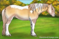 Horse Color:Gold Cream Champagne Onyx Tobiano