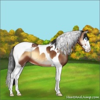 Horse Color:Bay Onyx Splash Tobiano