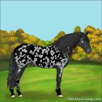 Horse Color:Black Appaloosa Rabicano 