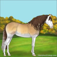 Horse Color:Sable Cream Champagne Onyx Splash Appaloosa