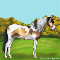 Horse Color:Gray Bay Onyx Tobiano Frame 