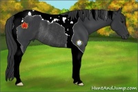 Horse Color:Black Tobiano Rabicano 