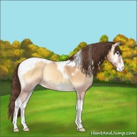 Horse Color:Amber Champagne Onyx Tobiano Frame Appaloosa 