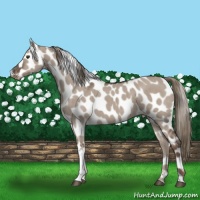 Horse Color:Liver Red Dun Mushroom Appaloosa Brindle 