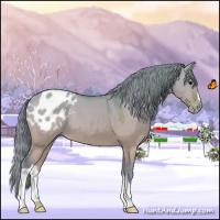 Horse Color:Watercolor Brown Dun Appaloosa 