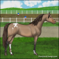 Horse Color:Bay Dun Appaloosa 