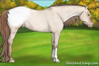 Horse Color:Brown Pearl Dun Appaloosa Brindle 
