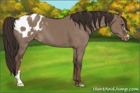 Horse Color:Liver Red Dun Appaloosa 