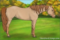 Horse Color:Red Dun Appaloosa 