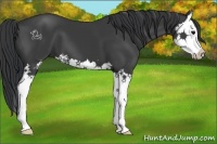Horse Color:Black Splash 