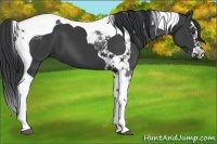 Horse Color:Black Splash Tobiano 